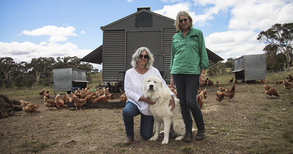 Three local egg farmers going beyond free range