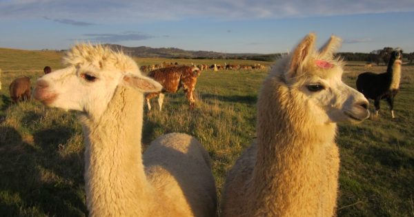 Alpaca Magic's Spring Open Day promises to be cuteness overload