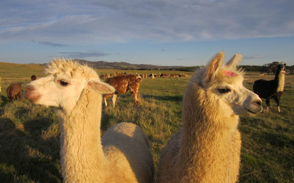 Alpaca Magic's Spring Open Day promises to be cuteness overload
