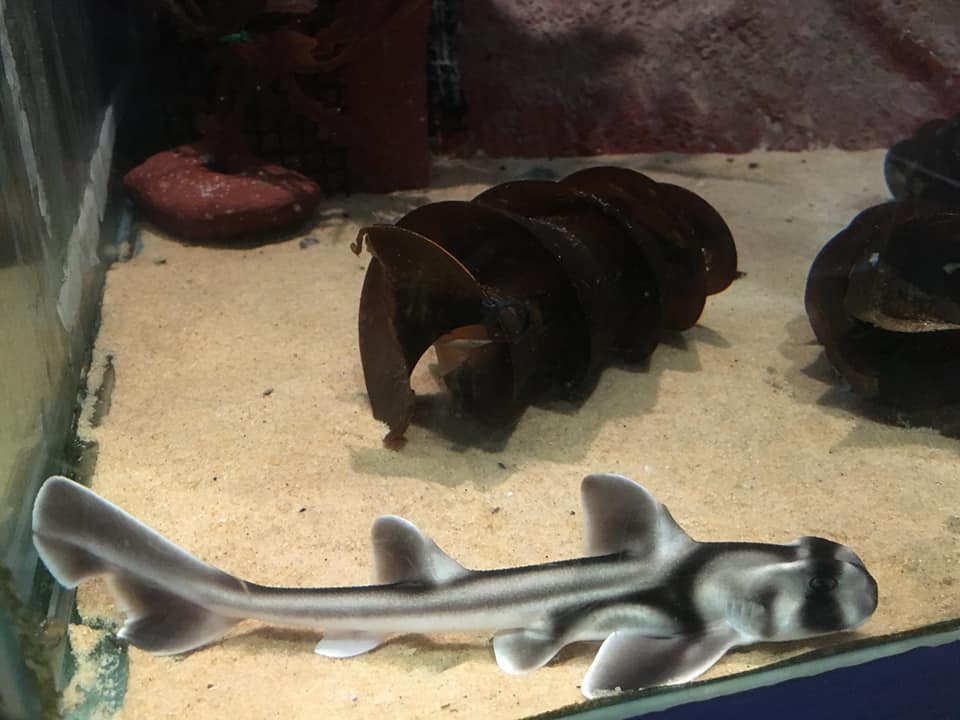Merimbula Aquarium's accidental breeding program the result of happy critters
