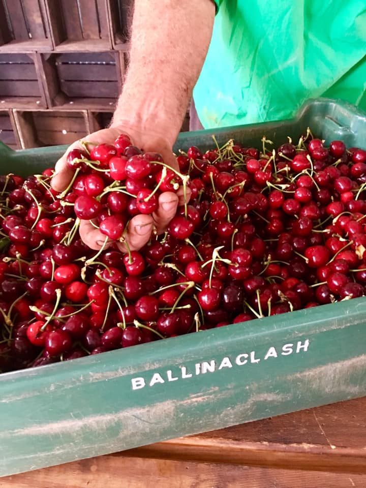 Cherry harvest is a sweet one on the South West Slopes
