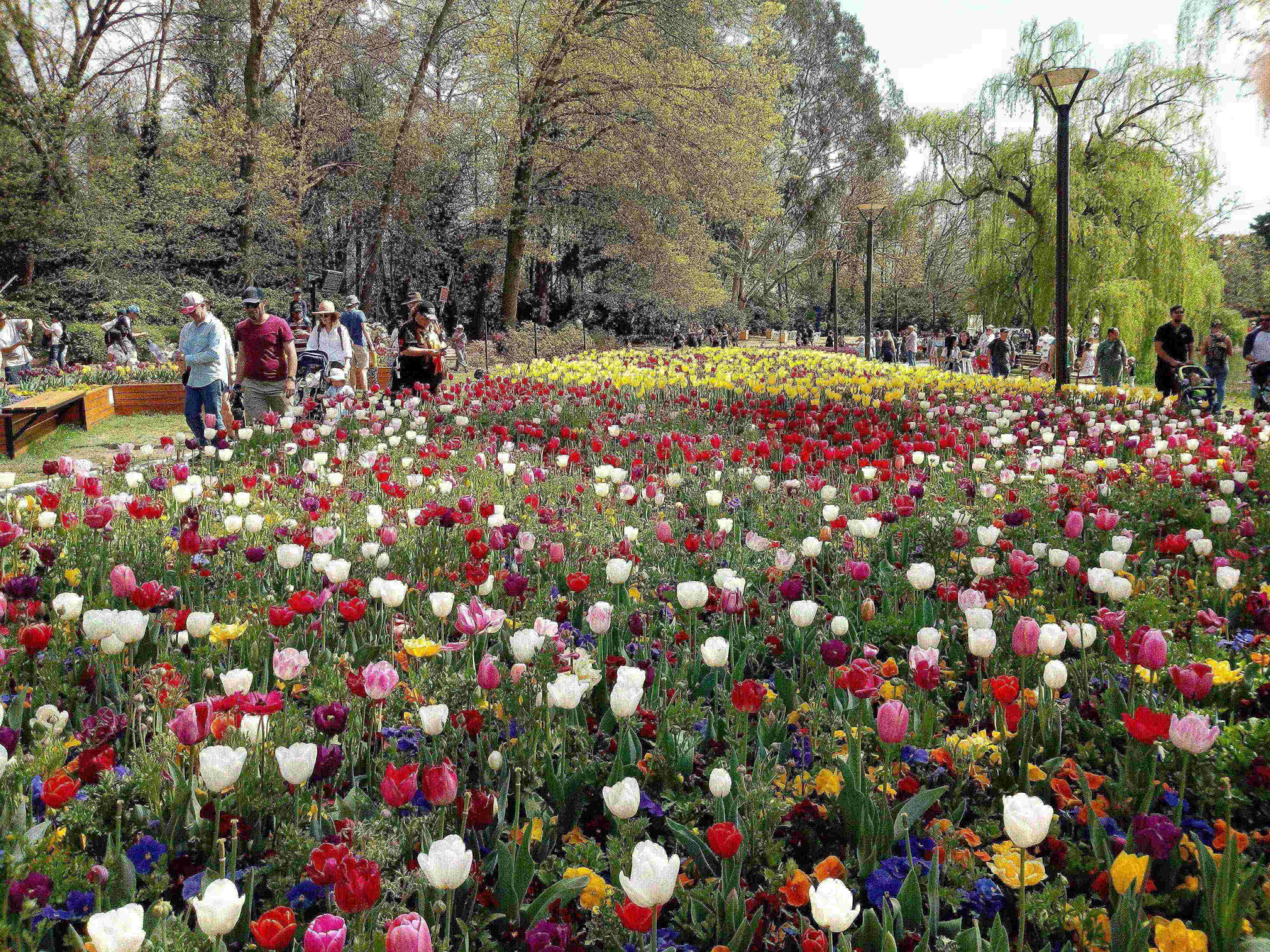 Floriade bulbs begin to spring up around Canberra