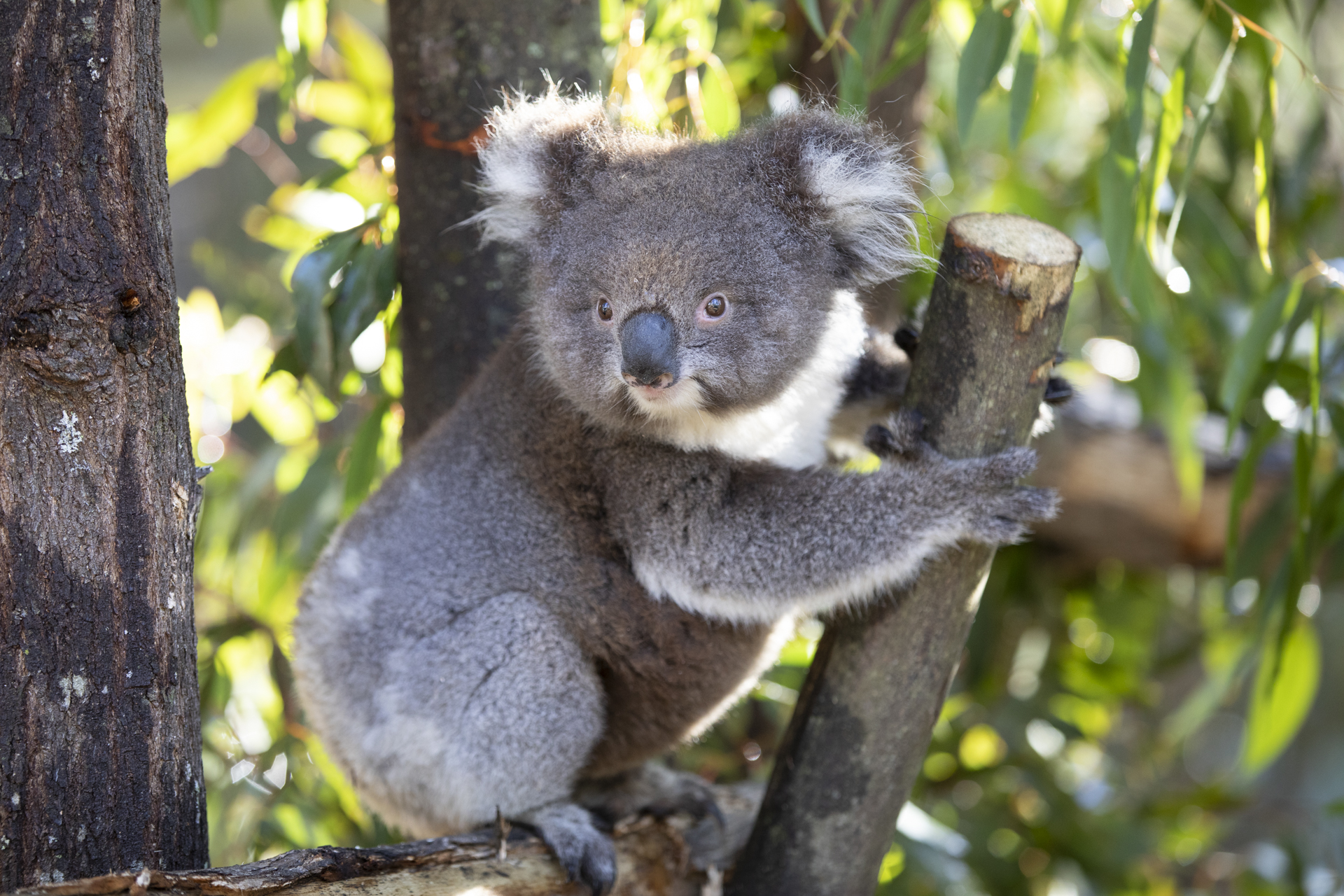 Tidbinbilla's koalas finally return home, with one or two new arrivals