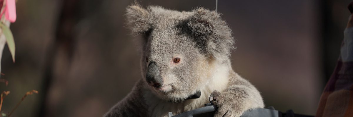 koalas predators and threats