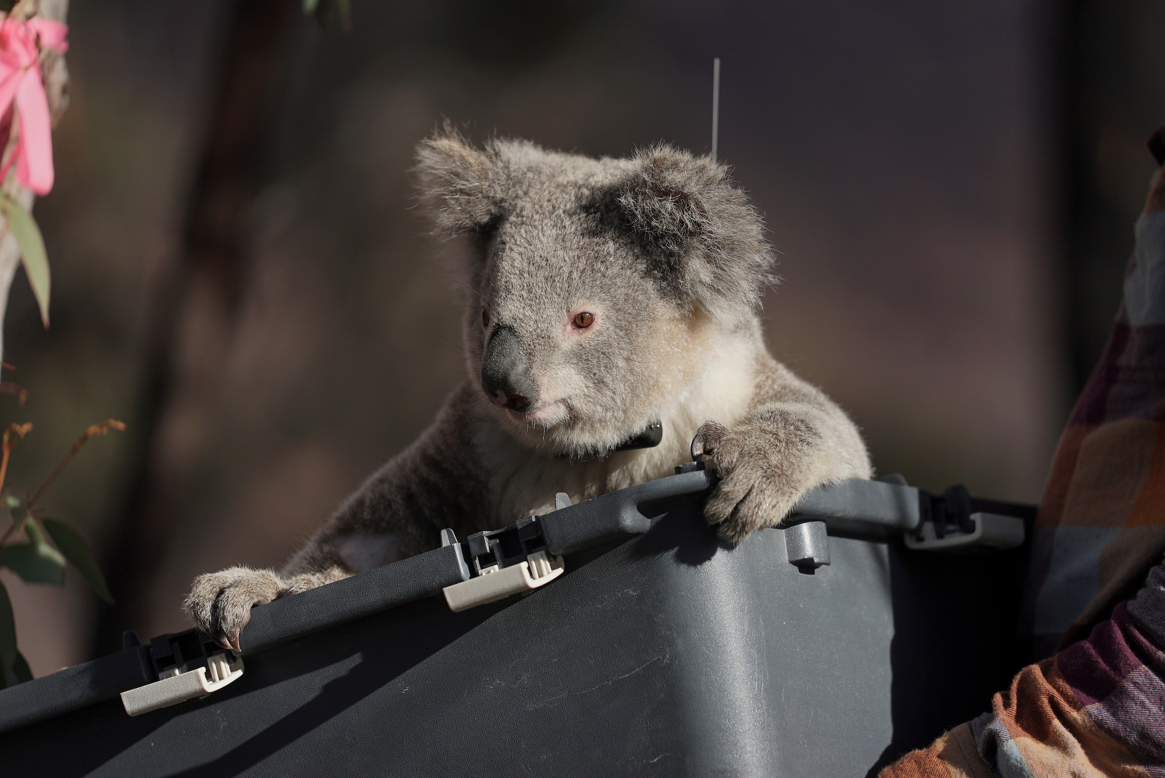 Forrest funds give koalas a fighting chance