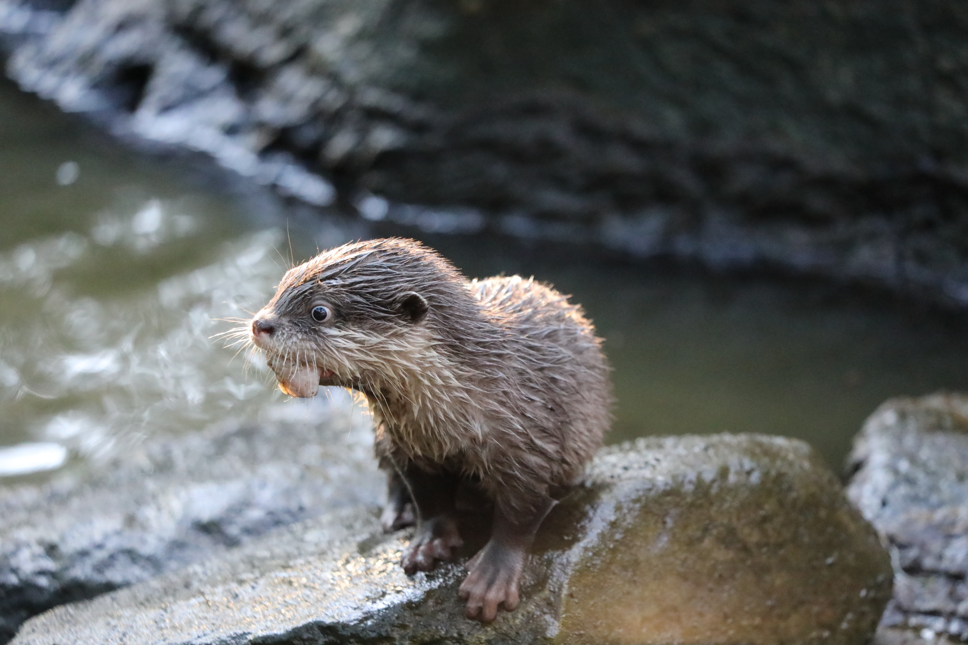 Otterly adorable: National Zoo welcomes its first pups