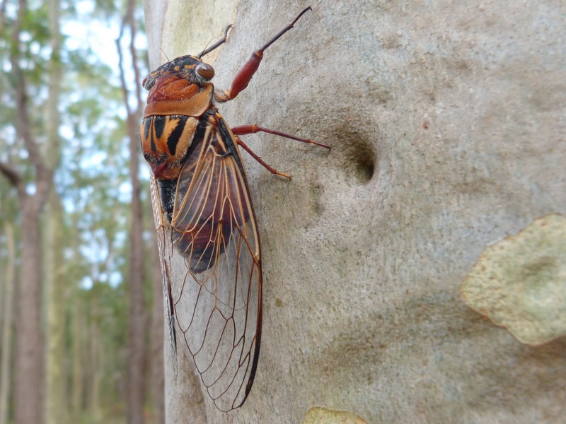 Cicadas, the soundtrack of summer in Canberra and the coast