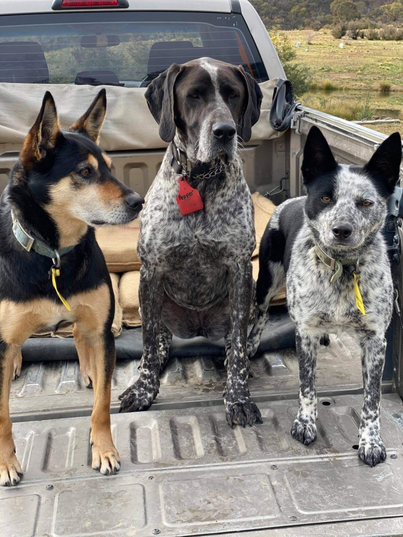 Meet the Makers: Every dog will have its day during truffle season
