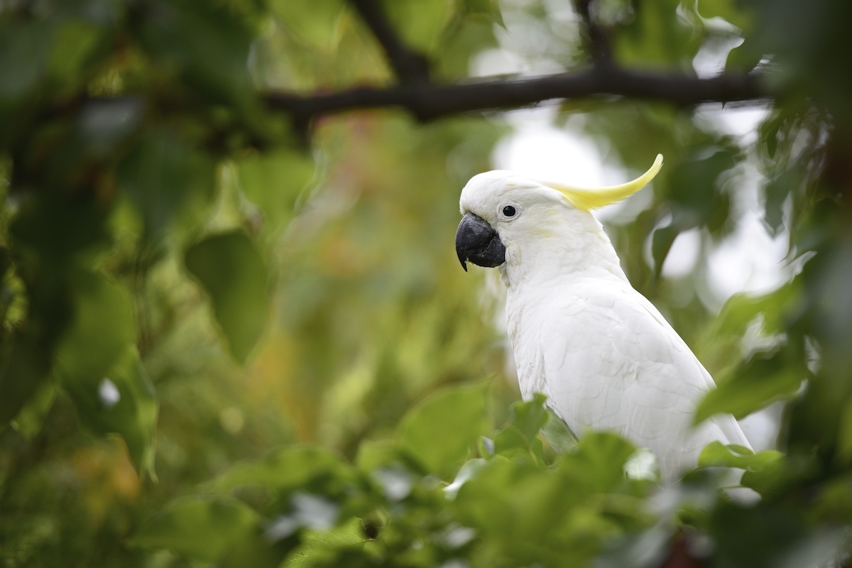 Native birds are battling for dwindling tree hollows as spring sets in
