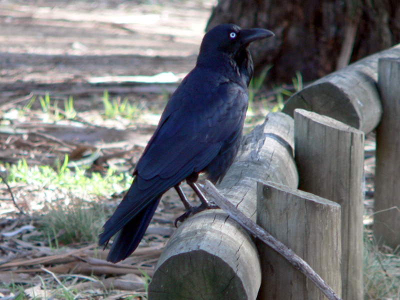 Ravens rule in Canberra, OK?