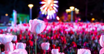 Tickets go on sale for Floriade's NightFest