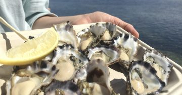 Christmas lunch staple in doubt as heavy rains, debris force oyster farms to close