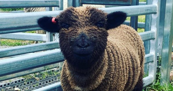 Babydoll sheep and a glass of wine: What's not to like about new winemaking tours?