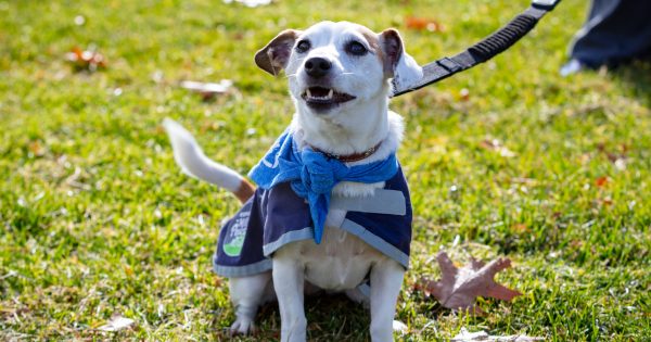 Canberra's biggest dog walk turns 30