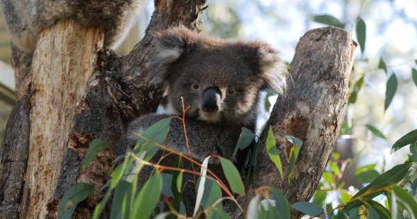 Spotting a koala in the ACT has never been easier