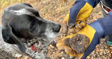 Odd jobs: digging for truffles takes five dogs and a lot of treats