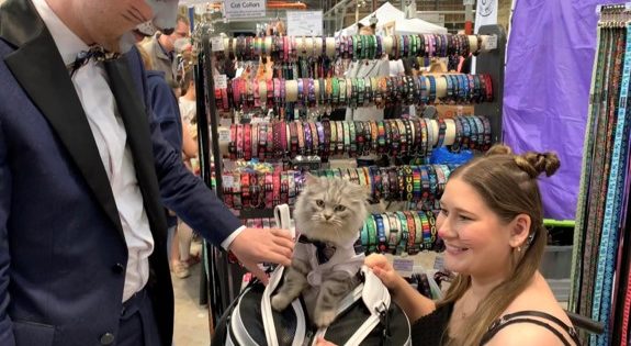 Festival celebrating Canberra's 'feline overlords' returns for second year