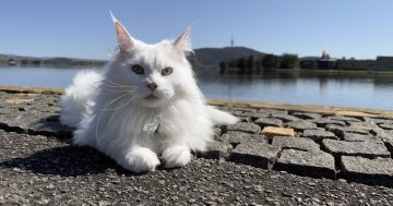Meet local 'celebrity cat' Mina the Maine Coon (and her human Isabella)