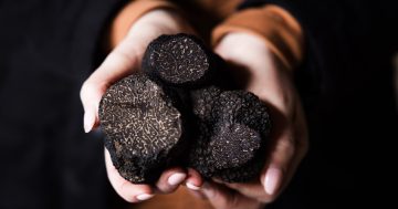 Embrace the dark delights of Winter dining at Beltana Farm