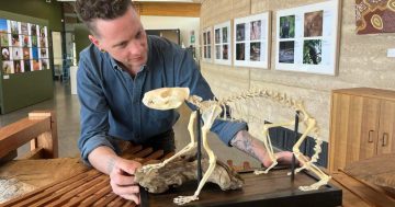 Why this Canberra artist is drawn to the dark side of the genre – plenty of bones about it