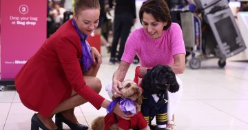 Pets set to jet: Virgin Australia to allow pets to travel with owners in Australian first