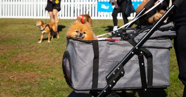 Grab your four-legged bestie for this year's Million Paws Walk