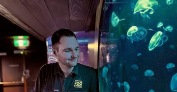 National Zoo and Aquarium's new display designed around the fact jellyfish are actually 'really bad swimmers'