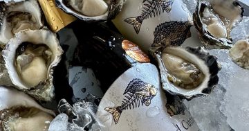 Perfect pairing of oysters and picpoul wine comes to Batemans Bay in pop-up mini-festival