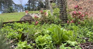 A warm autumn is great for the garden