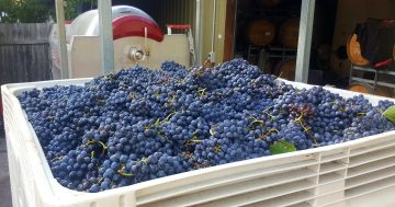 Bumper harvest season a perfect setup for world-class Yass Valley wines