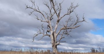 Documentary about ecosystem 'degradation' in Monaro a finalist in Far South Film Festival