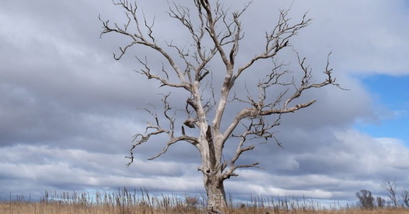 Documentary about ecosystem 'degradation' in Monaro a finalist in Far South Film Festival