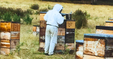 With the industry on the brink of devastation, Loch from Australian Honey Cellars is all in