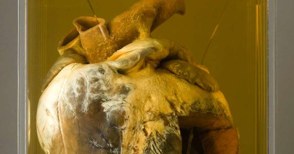 Phar Lap's heart back on display at the National Museum of Australia