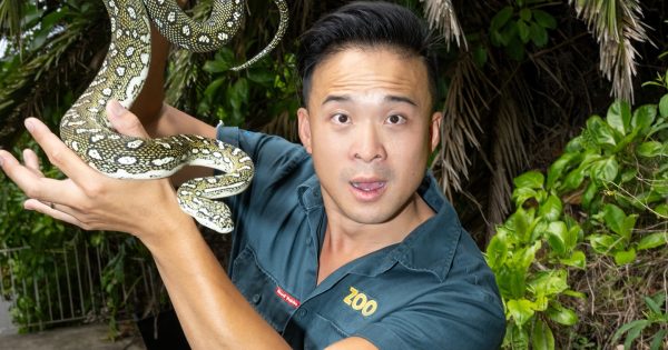 Actor/dancer/zookeeper! 'Triple-threat' Tran brings Trent Dalton’s Love Stories to Canberra