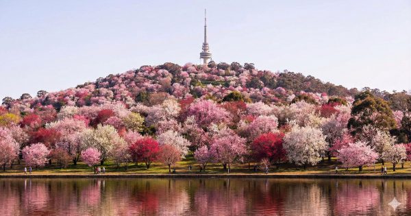 The dream to 'paint' Canberra’s hills that never quite bloomed